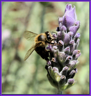 lavender-bee.png
